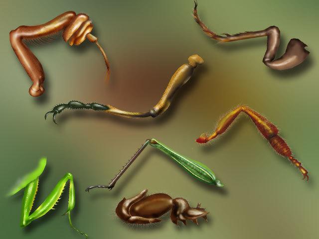 最普遍的足—步行足步行足是昆虫胸足最常见的类型,一般来说,几乎所有