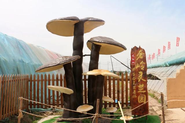 灵芝采摘与众不同的体验