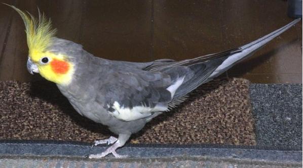 1,原始灰先说说市面常见品种3,配色变化:派特,珍珠2,色素变化:肉桂,华