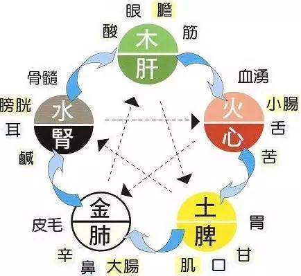 人的五脏全图,人的五图,人的五(第14页)_大山谷图库