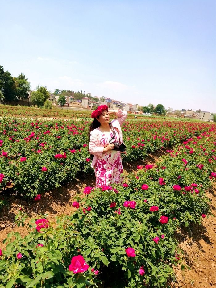 徜徉在昆明安宁八街万亩玫瑰花田享受玫瑰芬芳之旅