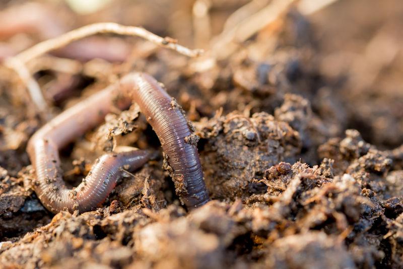 【科普】动物与药物_蚯蚓