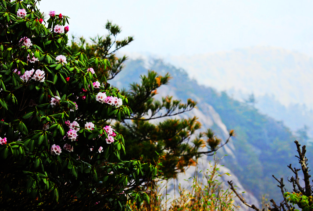 登白云山观千年杜鹃