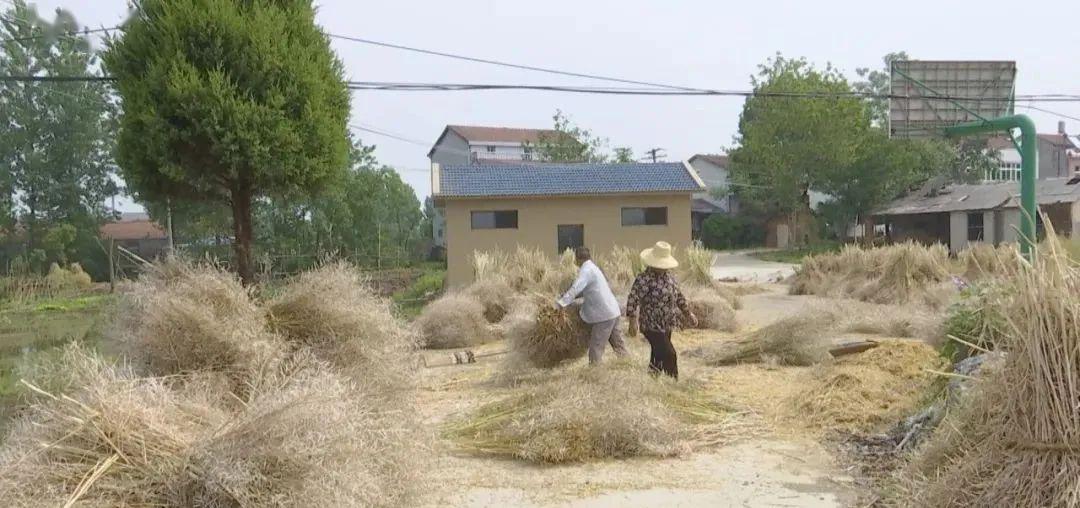 新洲旧街街戴湾村:复工脱贫进行时