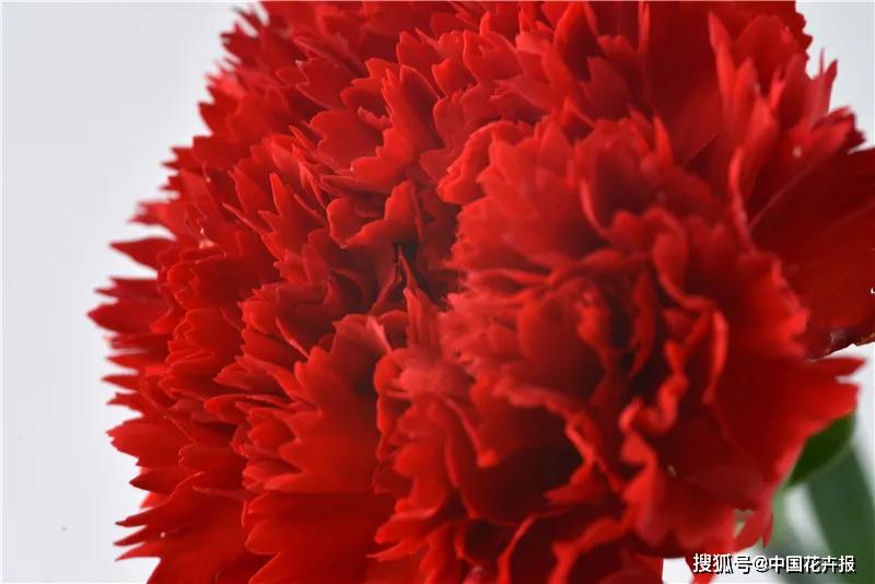 康乃馨花萼呈圆筒状,倒卵形花瓣边缘有锯齿,有点像削铅笔时留下的刨