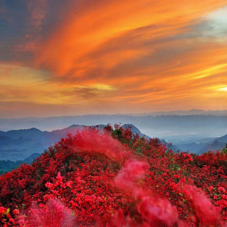 满山遍野映山红花开成海,再见牛角山,再见牛角山杜鹃花……_秀山