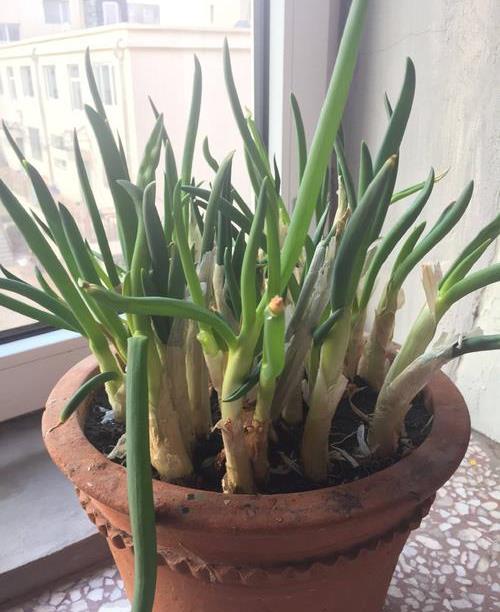 原创多余的花盆别扔!盆栽大葱,盆栽香菜,一时间吃不完