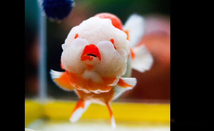 近年来有渔场和玩家,把五花金鱼中的杂色褪尽,作出了以黑白两色为主的