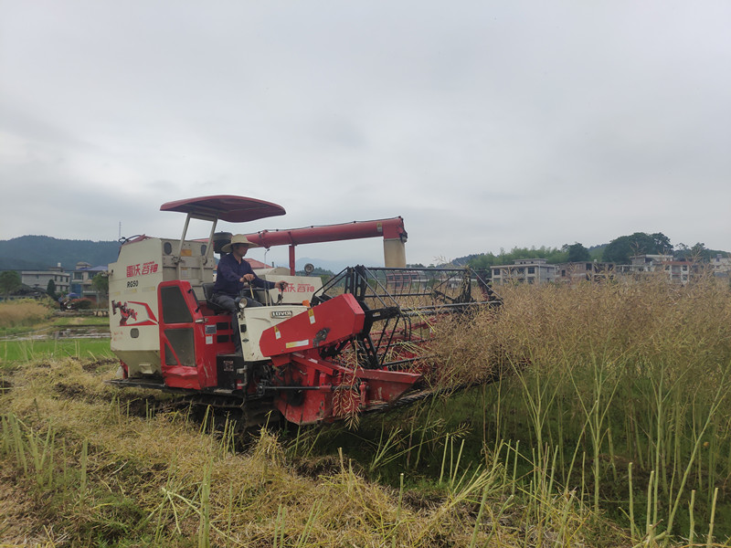 隆回司门前镇油菜地里收割忙