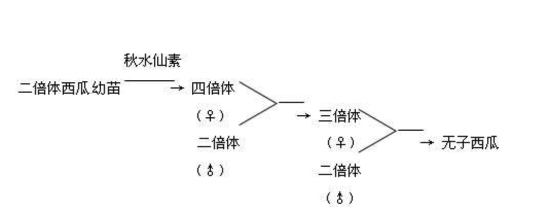 blakeslee)等,用秋水仙素加倍曼陀罗等植物的染色体数获得成功以后,秋