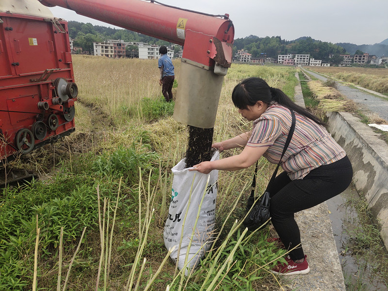 隆回司门前镇油菜地里收割忙