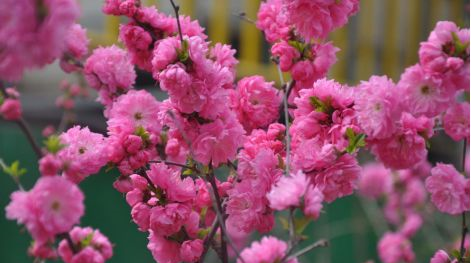 珍珠绣线菊,又名喷雪花.