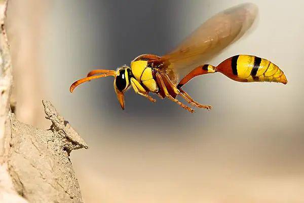 世上只有妈妈好,放在虫虫界也不例外~ | 母亲节_蜾蠃