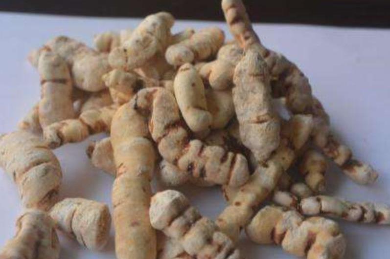 我国特有的一种植物,长在荒坡路旁,见到请珍惜,如今20元一斤_甘遂