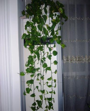 原创养绿萝摆对了位置叶子绿油油一整年再不怕黄叶