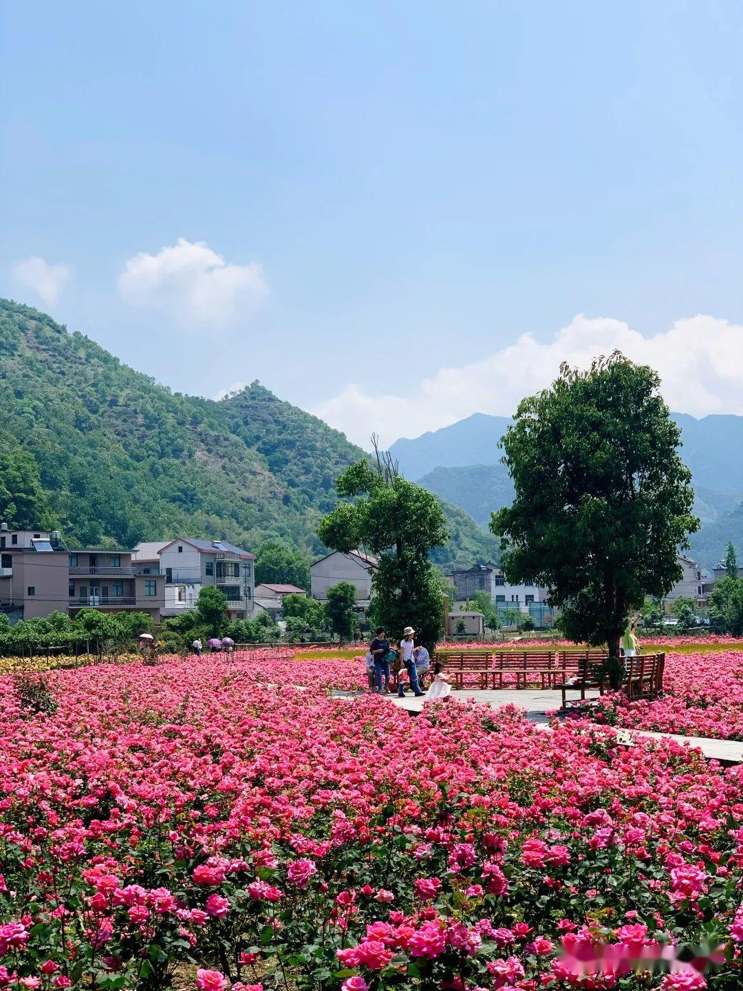 临城西竖花海图片