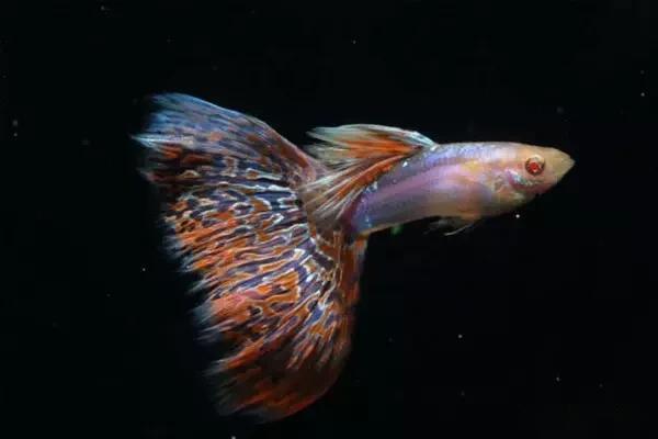 孔雀鱼的缩尾与针尾病