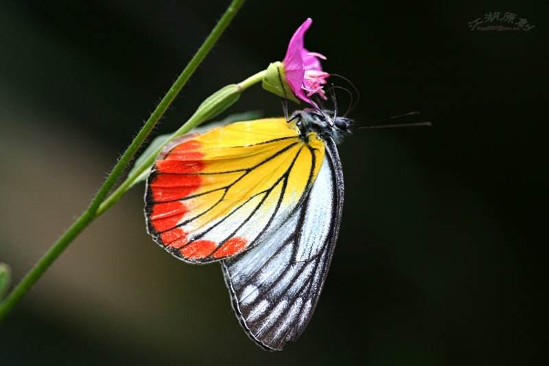伪装有毒食腐雨林中的蝴蝶很美但并不是都温柔