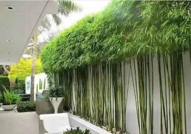 以竹造园竹因园而茂园因竹而胜