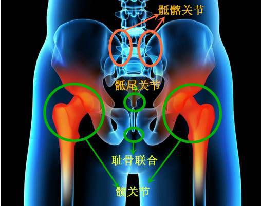 耻骨为什么又叫迎宾骨图片