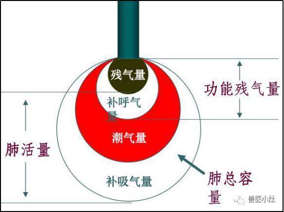 三,肺泡通气量肺泡通气量=(潮气量-无效腔量)× 呼吸频率.