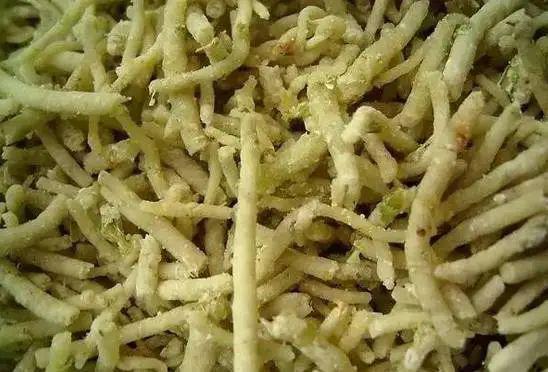 阿明讲宁海67缑乡旧事之前童麦虫