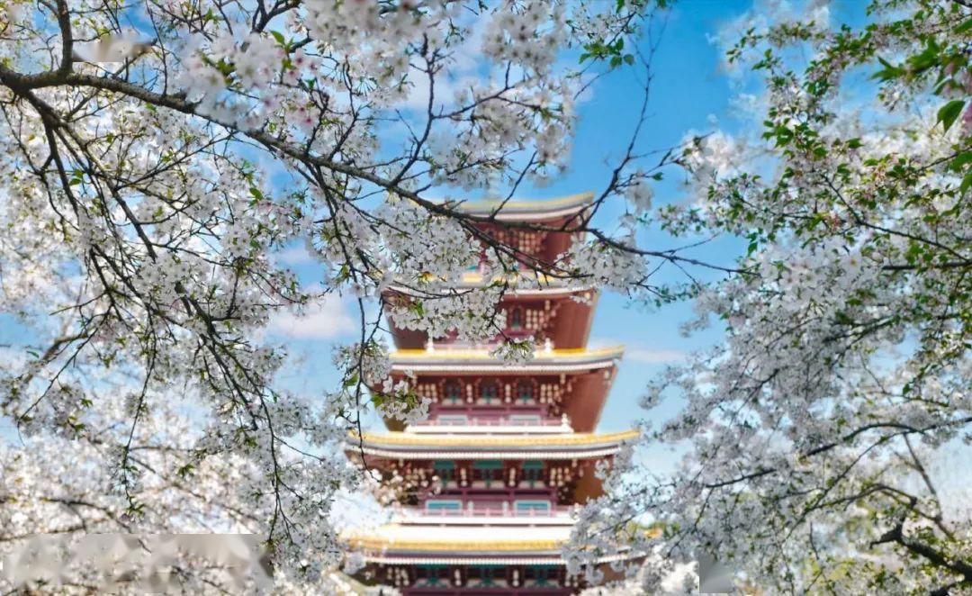 医大朗读者雪凤凰牧南节选