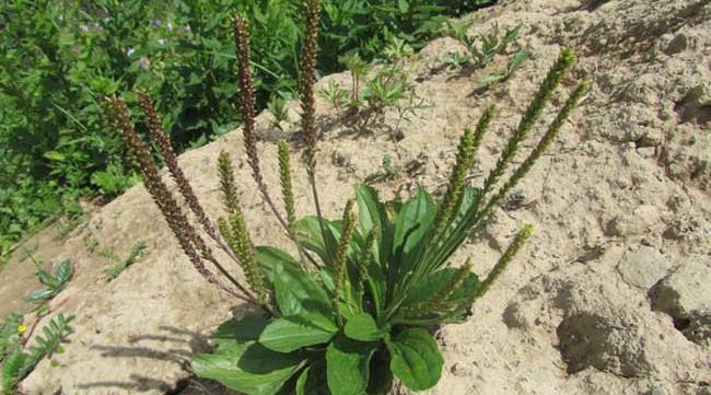农村常见的这种野草人称蛤蟆叶价值很高见到珍惜