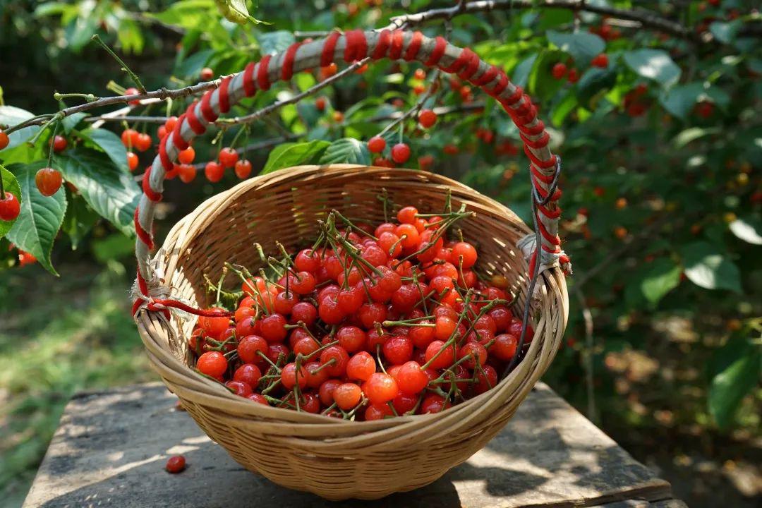 车厘子自由算什么来这里樱桃论筐吃