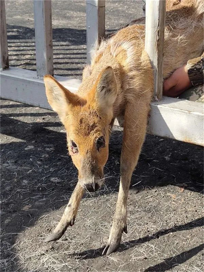 香獐真实图片