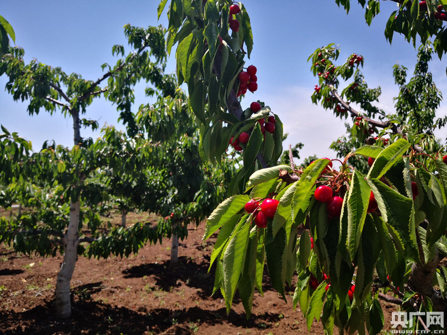 白鹿原上樱桃园(央广网记者 雷恺 摄)