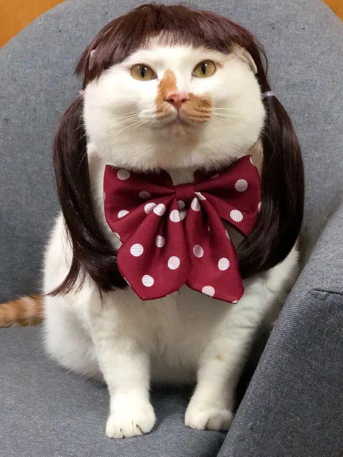 喵爷正能量那个扎小辫的姑娘你给我站住让我来掀起你的羊角包