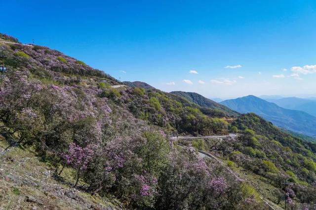 轿子山迎来最美花季 错过这个景致,又将要等一年