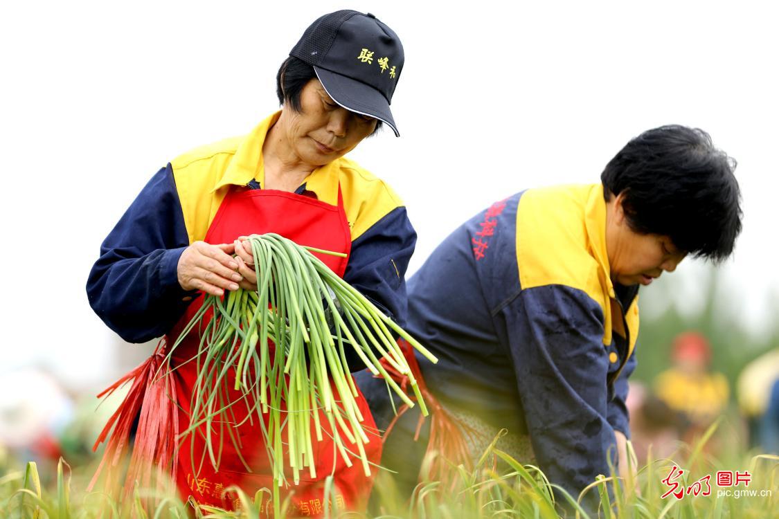 抽蒜苔怎么抽图片