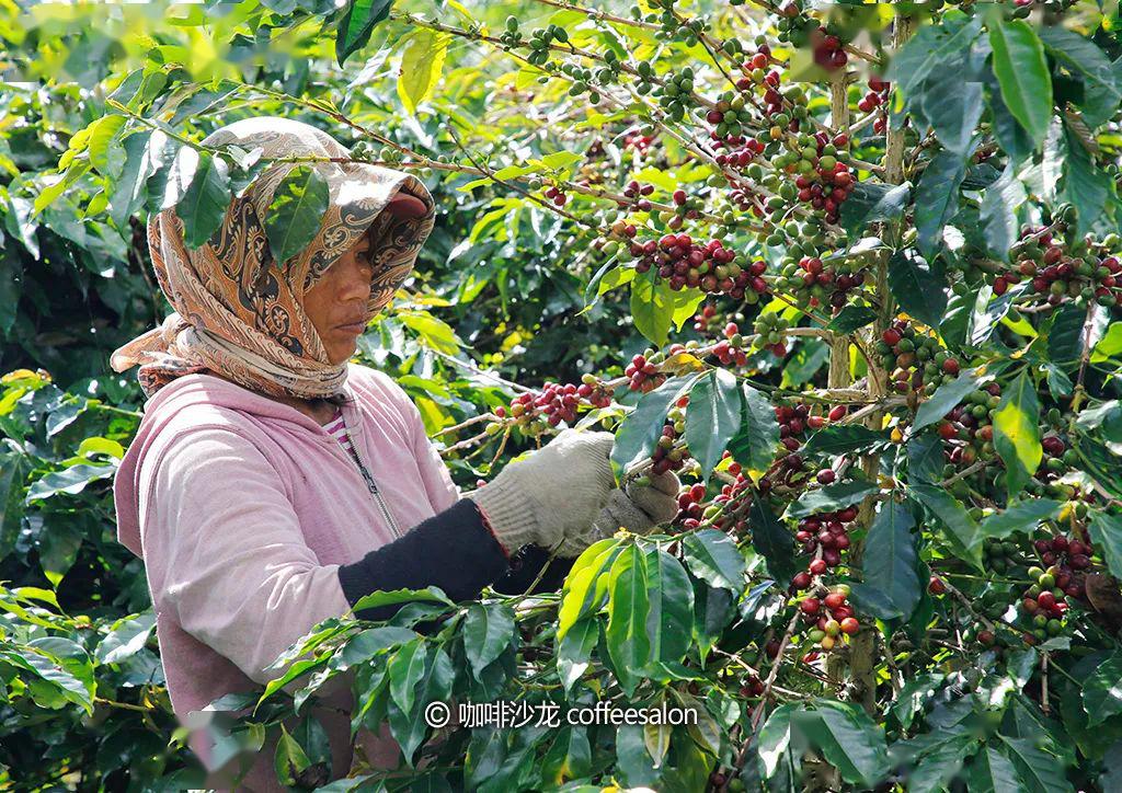 咖啡果不会同时成熟,拍摄于印尼,人工采摘采摘欣欣向荣的景象下图拍摄