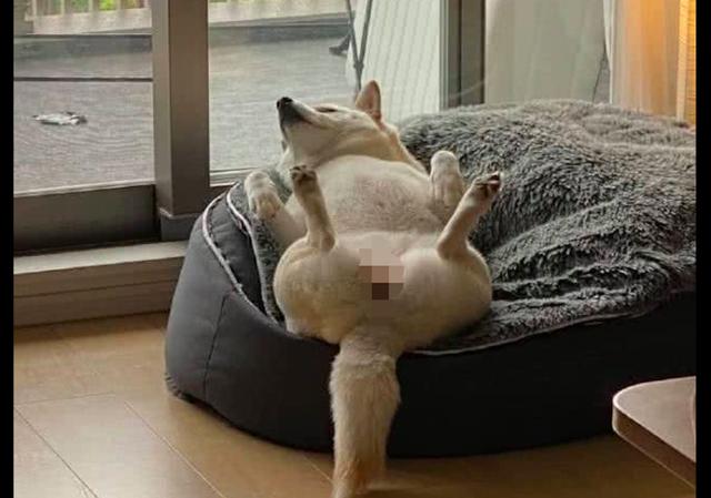 网友提前回家,发现柴犬四脚朝天躺沙发上睡觉,过得比人还舒坦