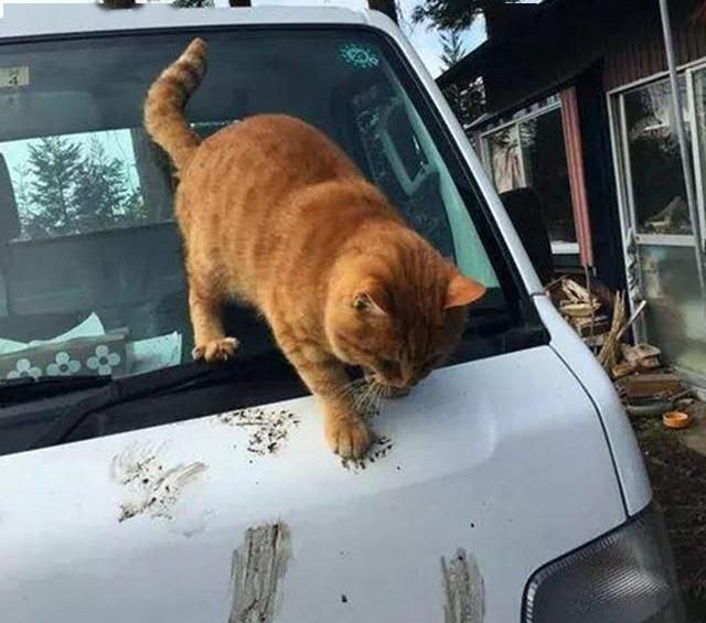 橘猫溜进出租车后,竟成为了当地最受欢迎的"司机"?_猫咪