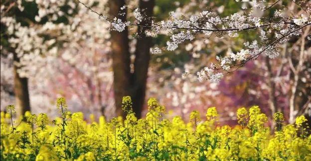 医大朗读者雪凤凰牧南节选