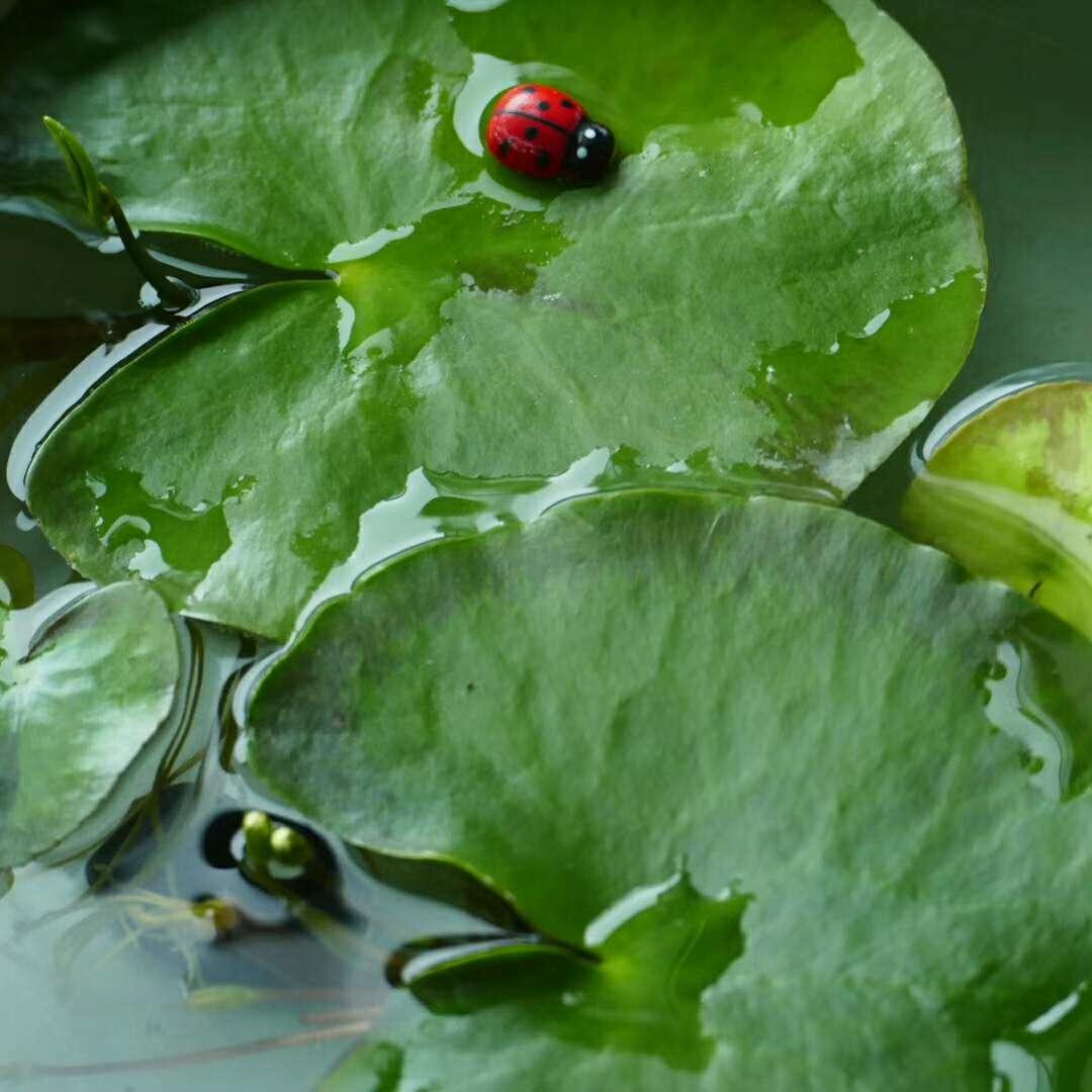 如兰分享牧雨宅家拍水莲