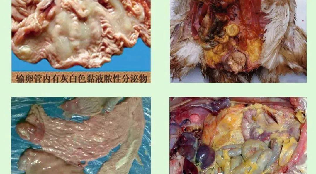 技术蛋鸡输卵管炎危害多有效预防是关键