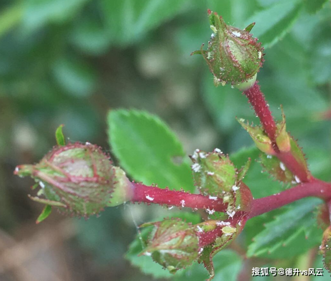 月季虫灾教你怎么防治
