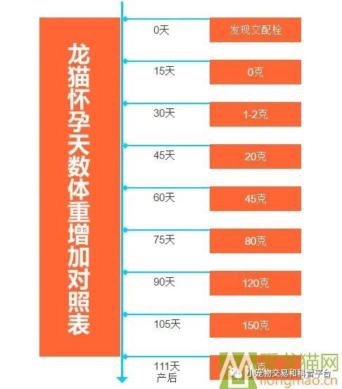 (科普)龙猫怀孕问题_体重