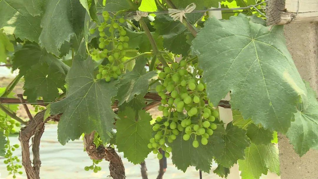 你见过葡萄花吗嘉定马陆葡萄进入盛花期啦