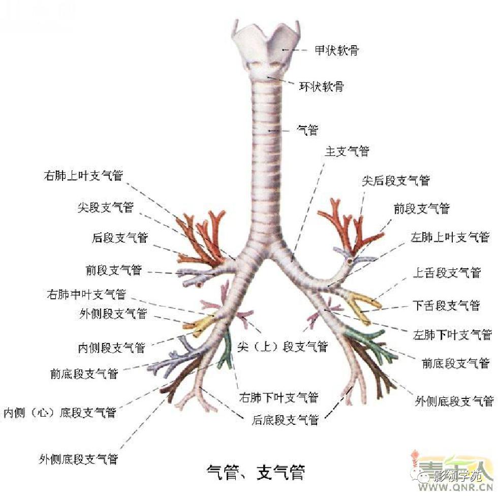 肺不张影像表现