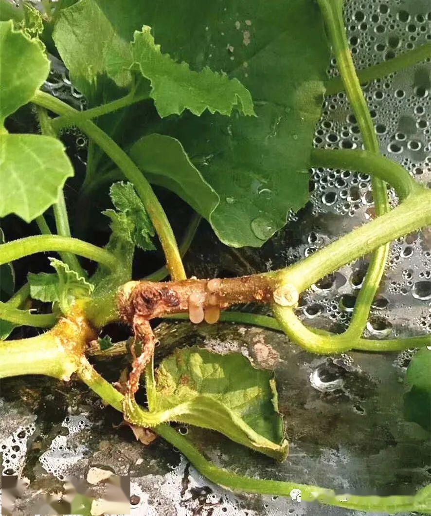 一般来说能够侵染西瓜地上部茎蔓以及嫁接口的病害主要有根腐病,蔓枯