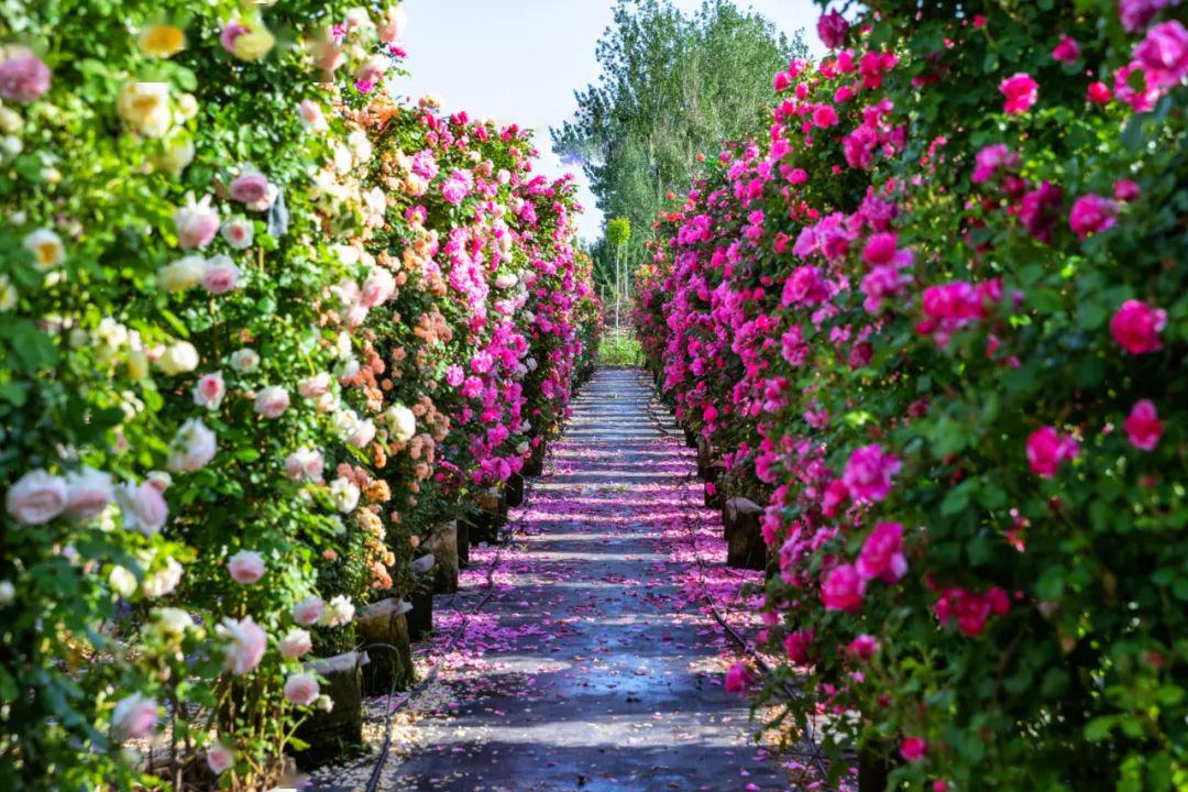 沿黄公路,澽河之畔的富村丰泽月季园此时进入花季,芳香四溢,妖娆竞开