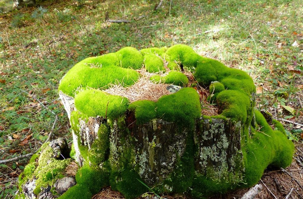 原创别小看苔藓不仅能当花养另外还有好几个价值