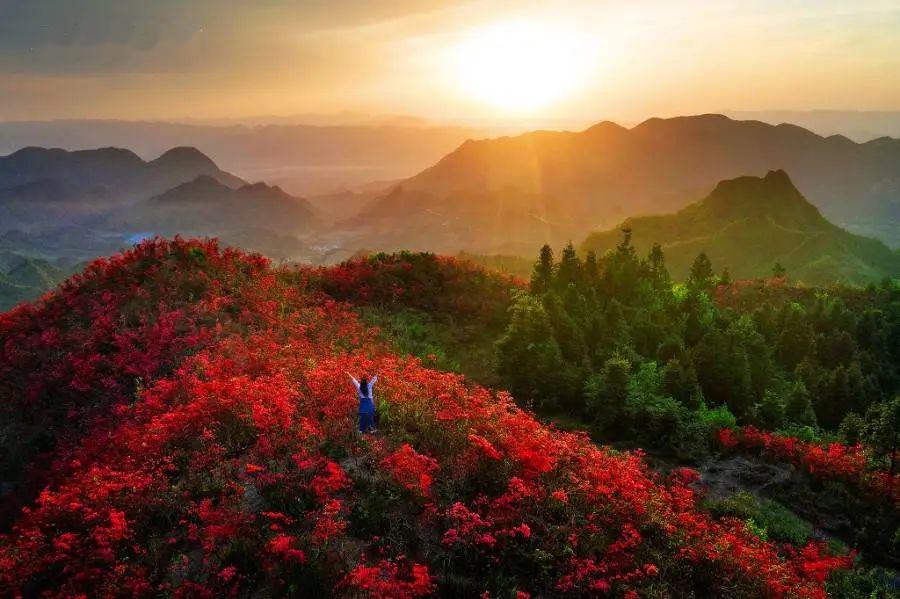 满山遍野映山红花开成海,再见牛角山,再见牛角山杜鹃花