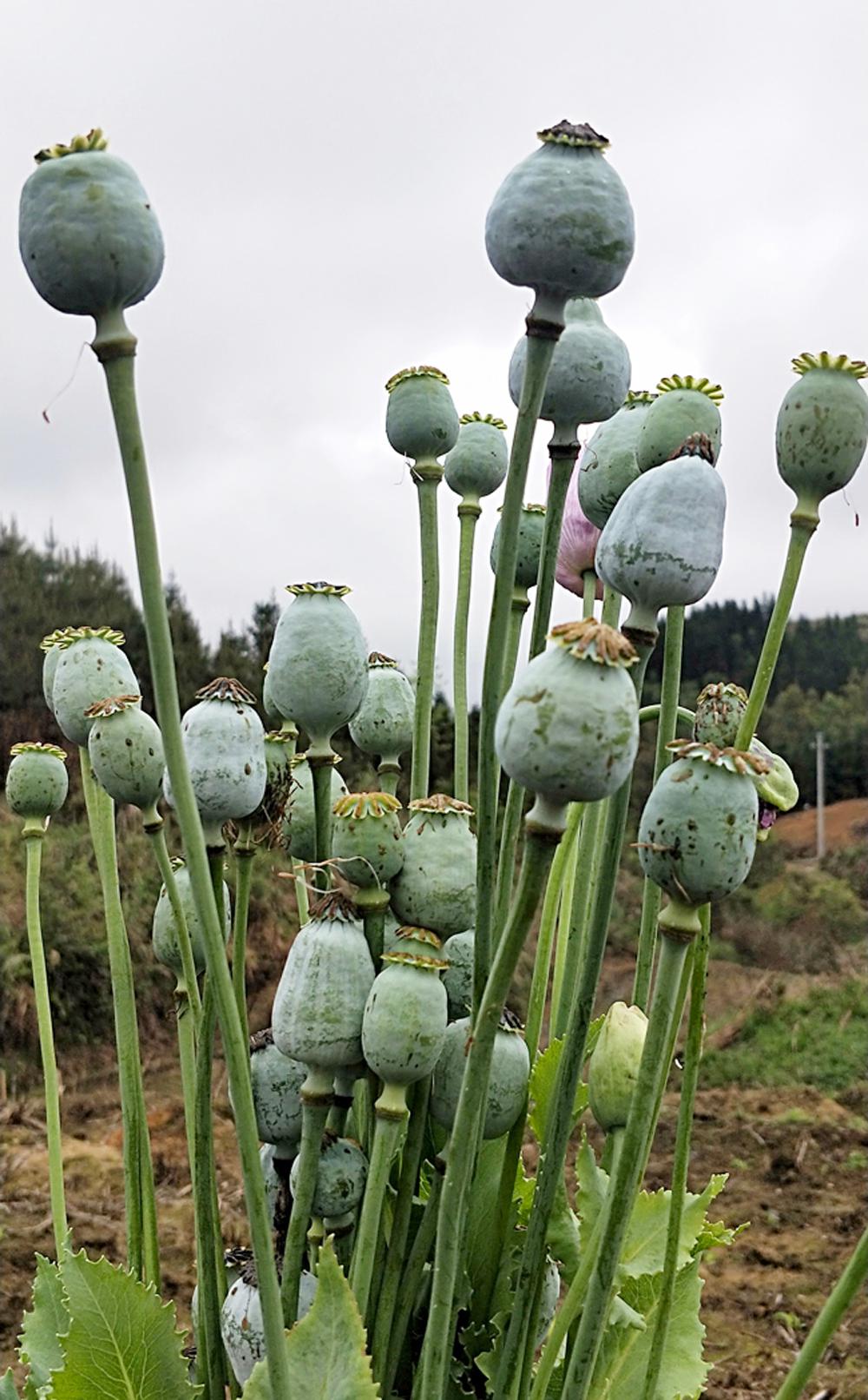 它是制取鸦片的主要原料提示:那它开花结果的样子,有点印象吧?