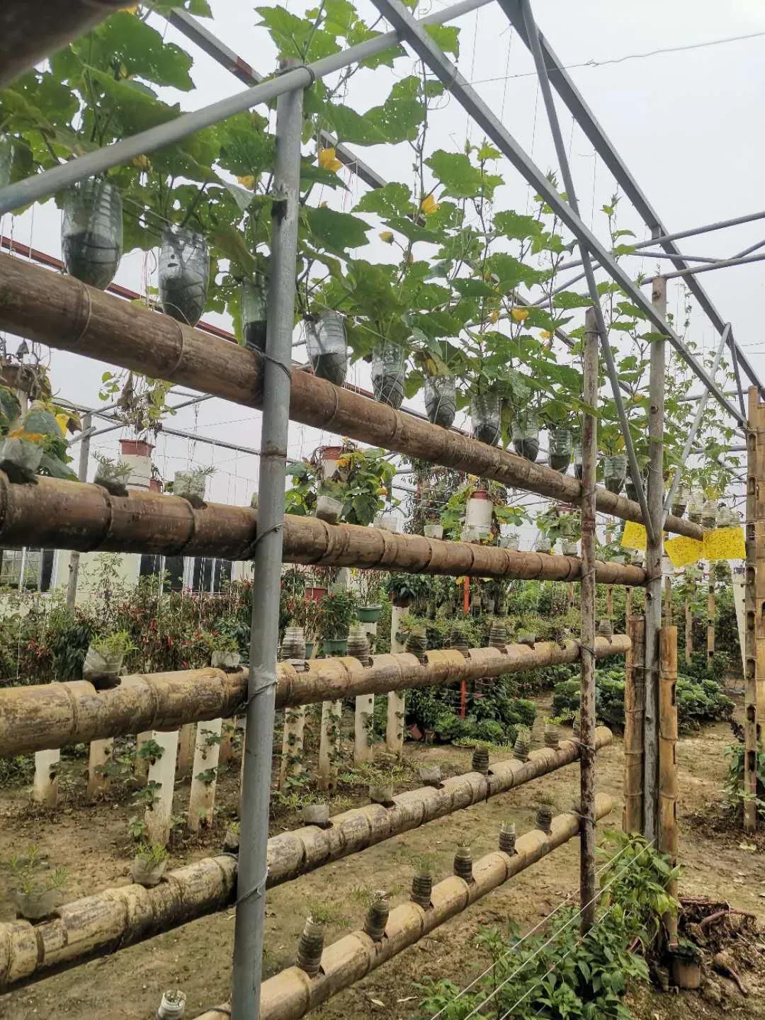 地址:广州市南沙区万顷沙镇民建村08东升农场广州东升农场在全国各地